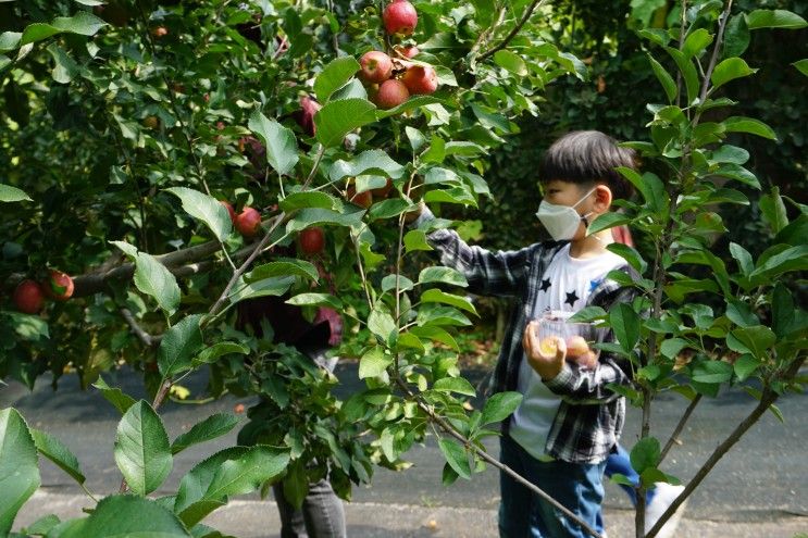 포천 사과깡패에서 사과따기체험