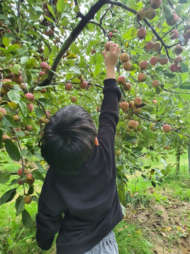 [서울근교나들이] 포천 사과깡패 체험.