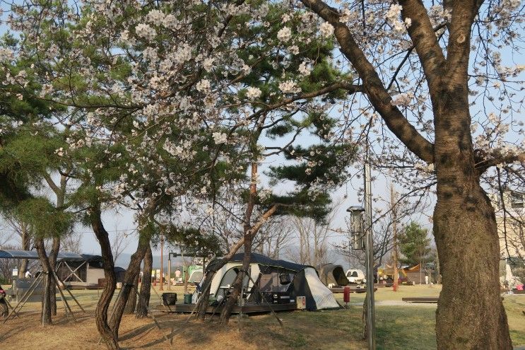 여주 금은모래 캠핑장 벚꽃 캠핑 및 금은모래강변공원 추천