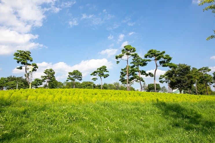 경기도 여주 여행 여주 금은모래강변 공원 피크닉