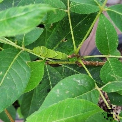 대구 아이와함께 가볼만한곳 봉무공원 나비생태학습관/ 2022봉무곤충페스티벌