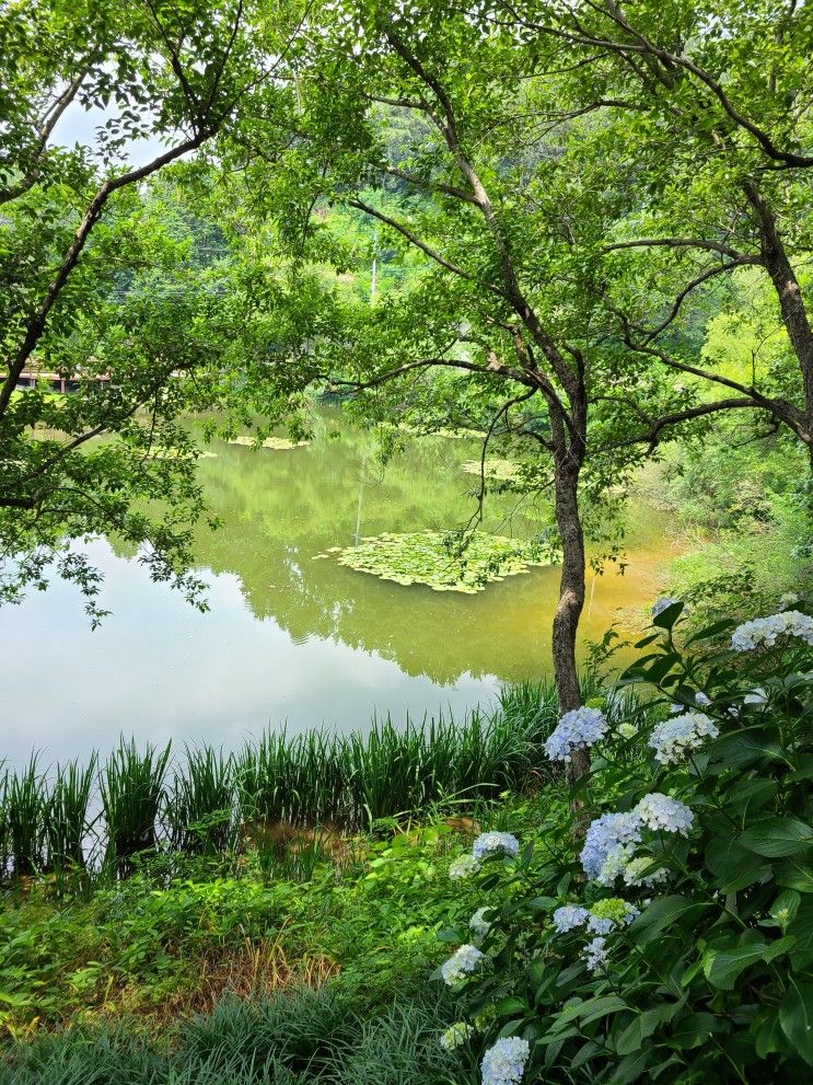 진해드림파크 연꽃길, 편백나무숲길, 수국길 추천 걷기 코스