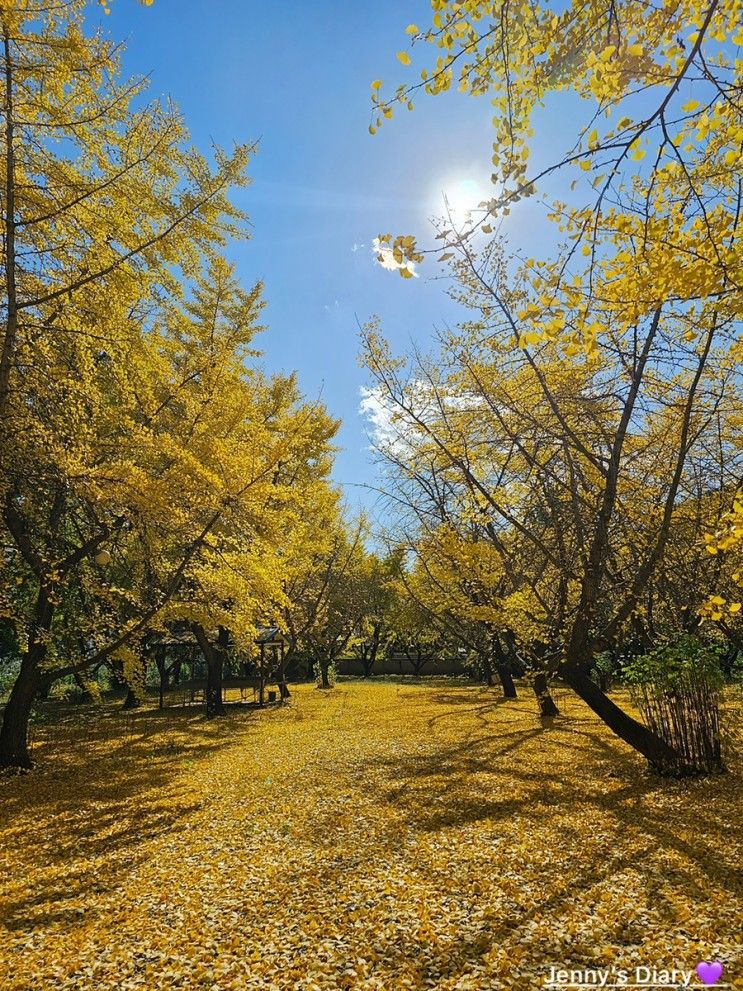 [경기/가평] 커피와 과일농장 - 은행나무가 아름다운 곳!