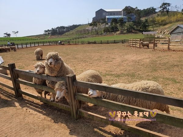 광주 근교 아이와 가볼만한곳 고창 상하농원 주말나들이