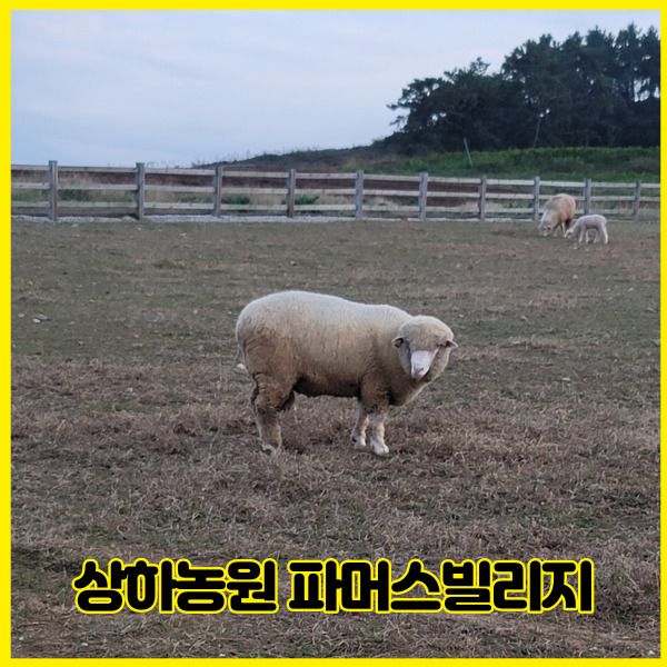 고창 상하농원 파머스빌리지 전북에 아이와 가볼만한 곳 2군데를 찍었습니다 (feat. 삼겹살 맛집)