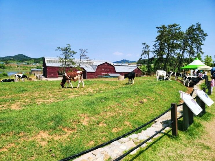 고창 상하목장(상하농원)아이와 함께가기 좋은곳~💯 삼시세끼촬영지,구시포항