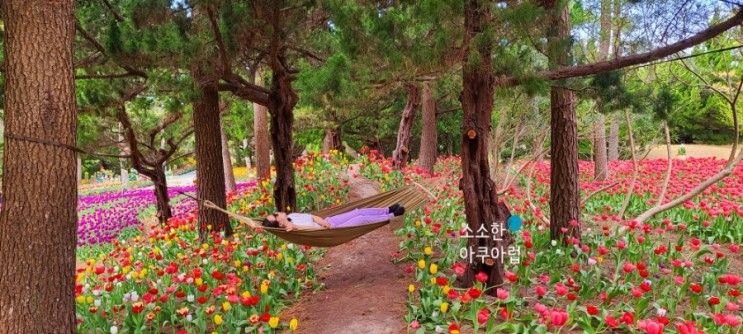 제주 한림공원 튤립축제 입장료 후기 제주도 4월 가볼만한곳