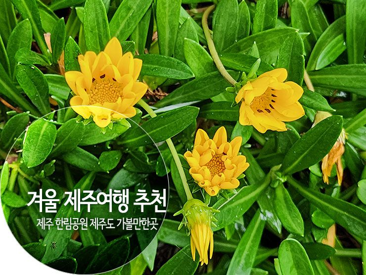 겨울 제주여행 추천 제주 한림공원 제주도 가볼 만한 곳