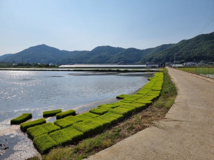 [공주 맛집] 신관동 / 프린세스피크닉카페 / 카페 / 디저트 / 프린세스캠프 / 8살 유영후 / 코로나