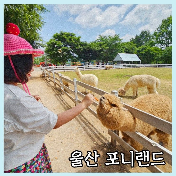 울산 언양 포니랜드 알파카 양 말 먹이주기 체험 가능