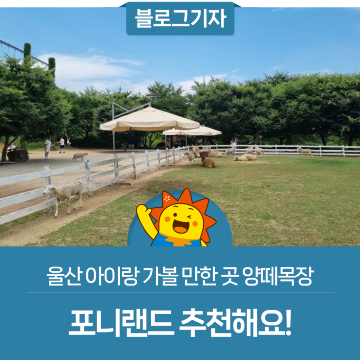 울산 아이랑 가볼 만한 곳 양떼목장 포니랜드 추천해요!