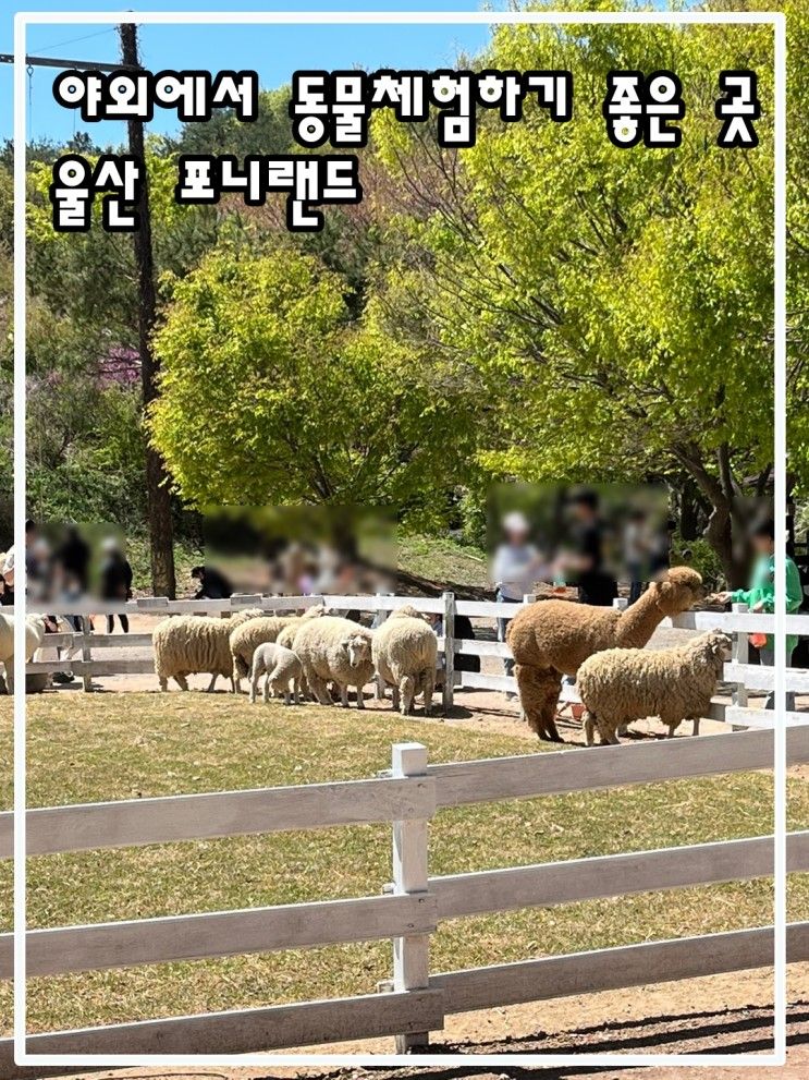 울산 포니랜드  ㅣ  아이와 함께 동물 체험하기 좋은 곳