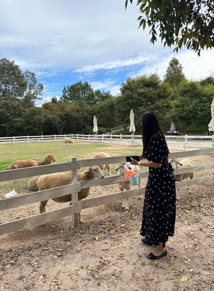 [울산 I 언양] 포니랜드'PONY LAND' 울산 아이와 가볼 만한 곳...