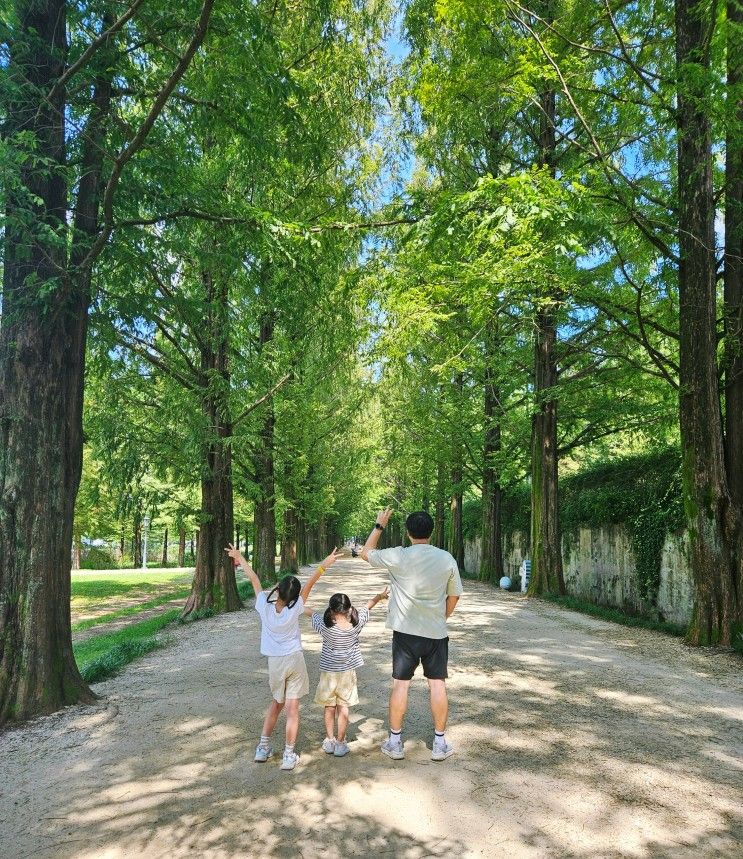 근교 전남 담양 곤충박물관에 다녀왔어요 (담양 메타세콰이어길)