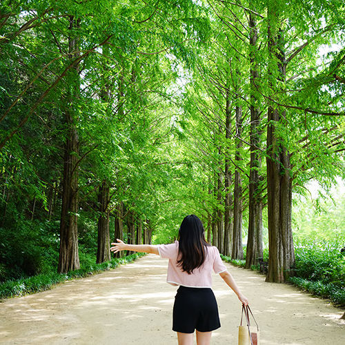 담양 메타세콰이어길, 입장료가 아깝지 않은 가로수길 산책