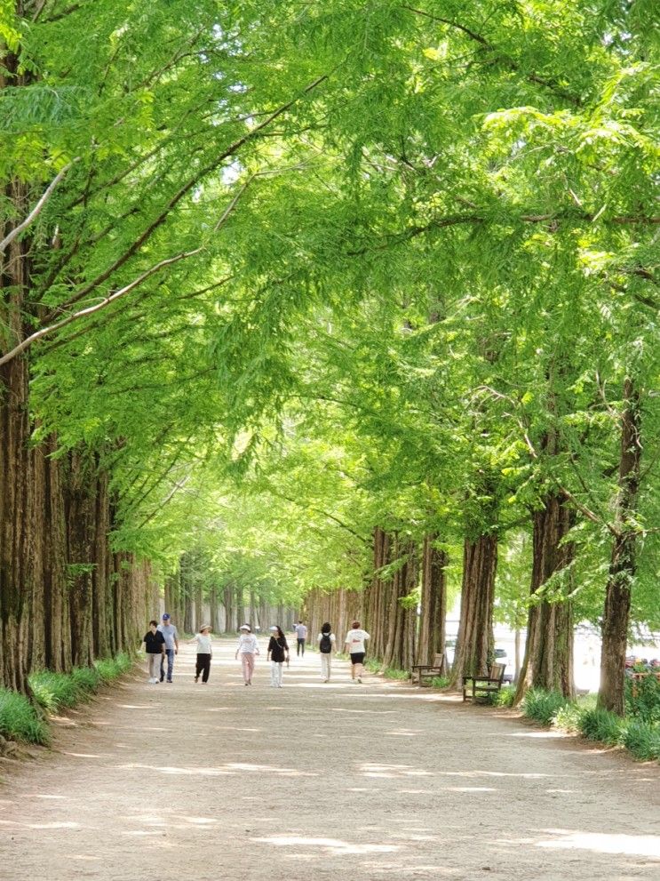 담양 여행  메타세콰이어길  어린이프로방스 산책