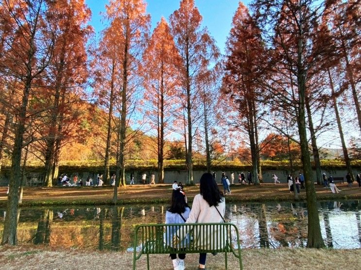 담양메타세콰이어길(랜드) 단풍눈부시게 아름다워요.