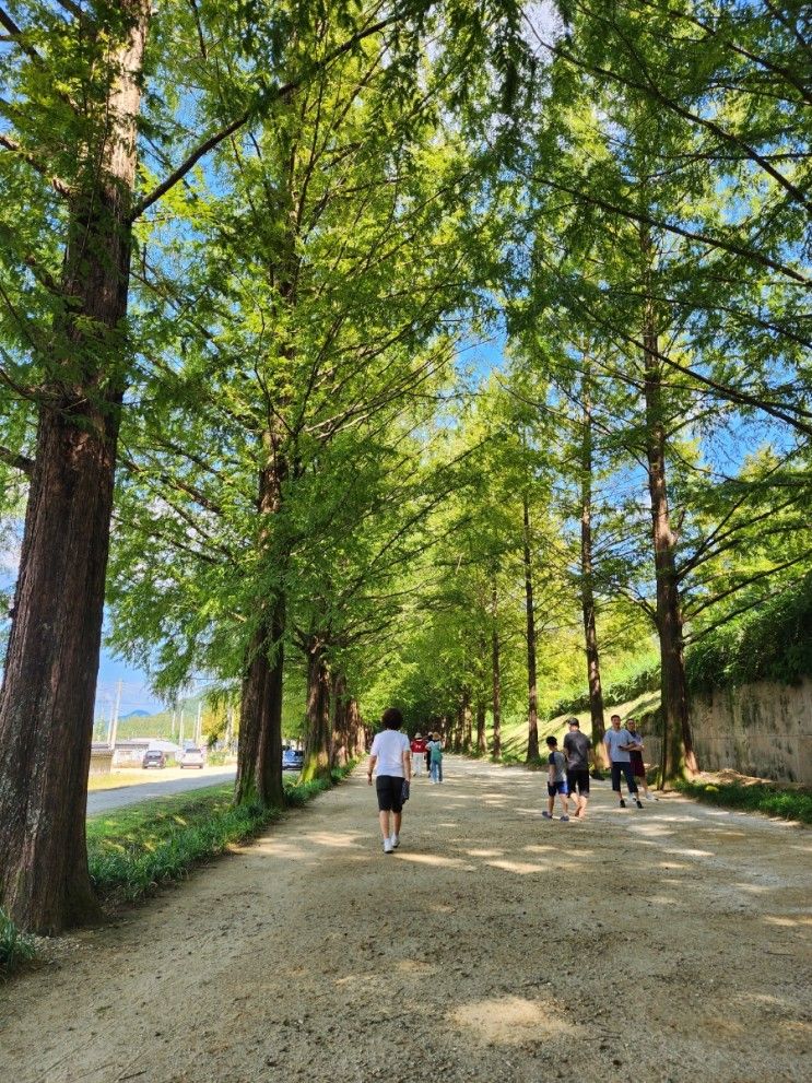 담양 메타세콰이어길  가로수길 산책했습니다