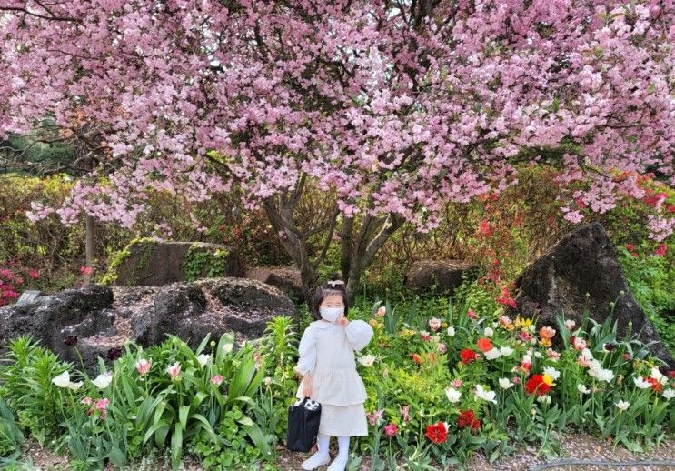 아이와함께_나들이 : 예쁘게 핀 봄꽃들이 가득 아이와 산책하기 좋은 파주 광탄면 [벽초지수목원 _봄편]