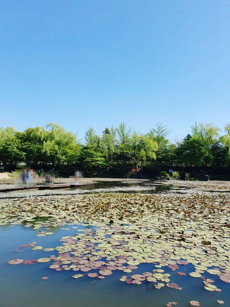 파주 가볼만한곳 벽초지수목원 아이와 부모님이랑 꽃구경 가기 딱 좋아요