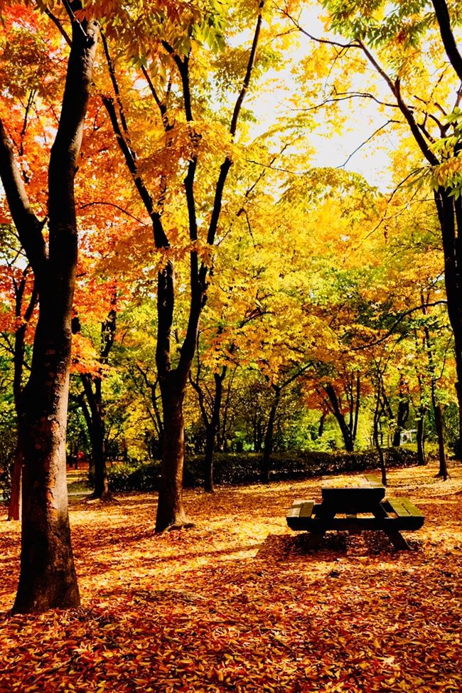 서울 가볼만한곳 평화의공원 가을 색감 가득한 가을 나들이 장소 추천