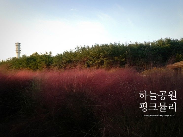 서울근교 주말나들이~ 하늘공원 핑크뮬리