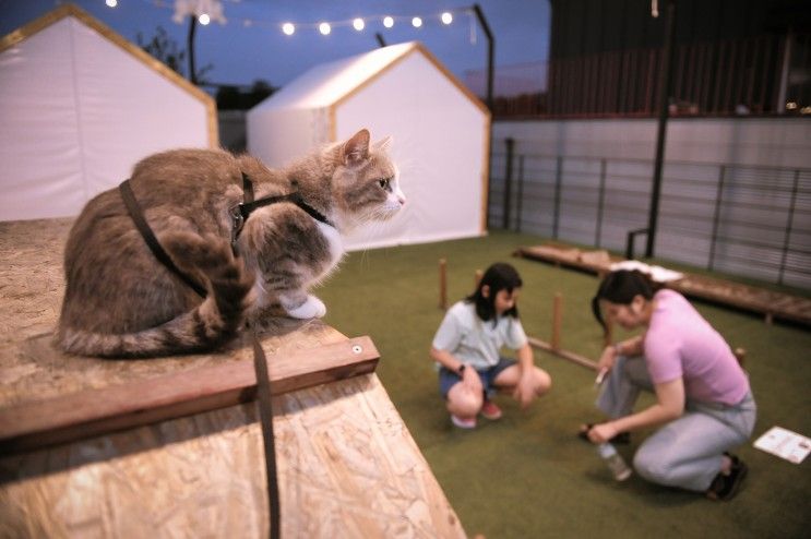 용인 강아지 고양이 동반가능 카페 신기로