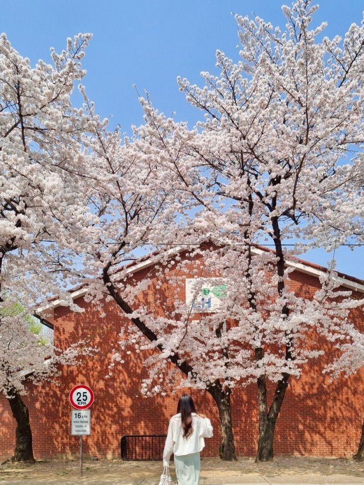 용산 :: 용산 공원 미군기지 부분개방부지 숨은 벚꽃 명소