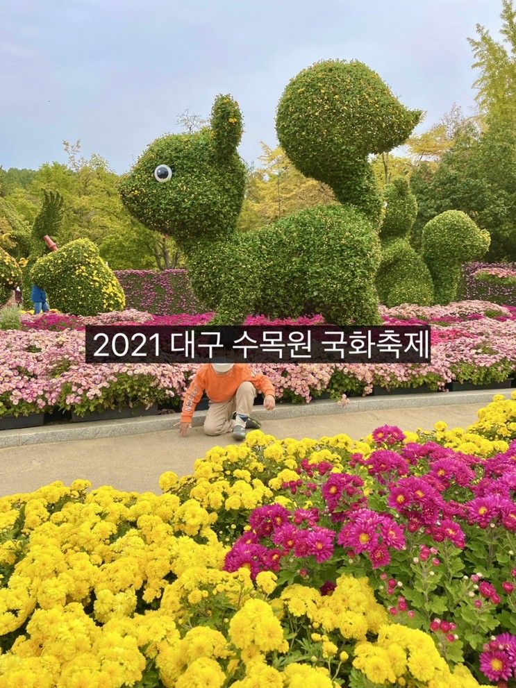 대구 아이랑) 대구수목원 국화축제 10월 꽃구경 가볼만한곳...