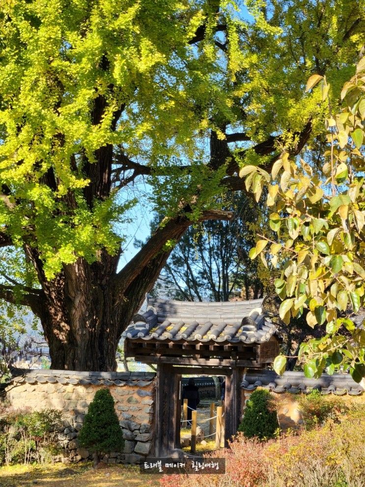 부산근교여행지 밀양 금시당유원지, 오연정 은행나무,용평터널