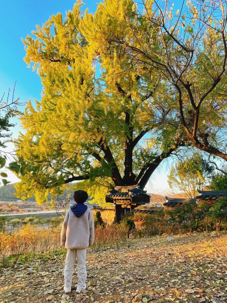 [밀양 여행] 금시당 백곡재 은행나무 다람쥐 밀양 아이와...