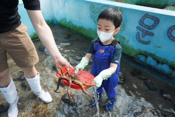 제주바다체험장 문어잡고, 상어가 끌어주는 배타고~
