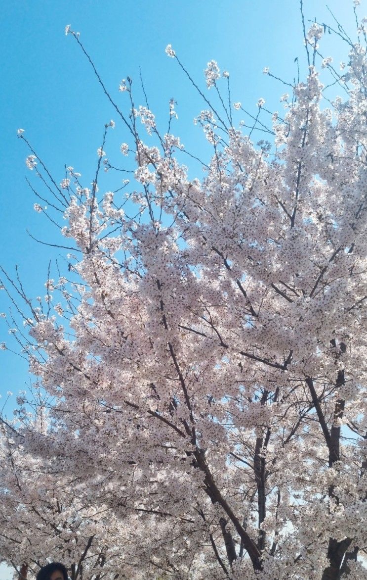 대구 이월드 벚꽃축제 대구 아양교 해맞이공원 동촌유원지...