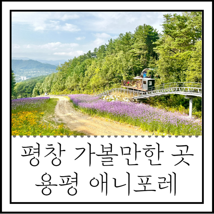 용평 애니포레, 평창 가볼만한 곳 가족산책 추천