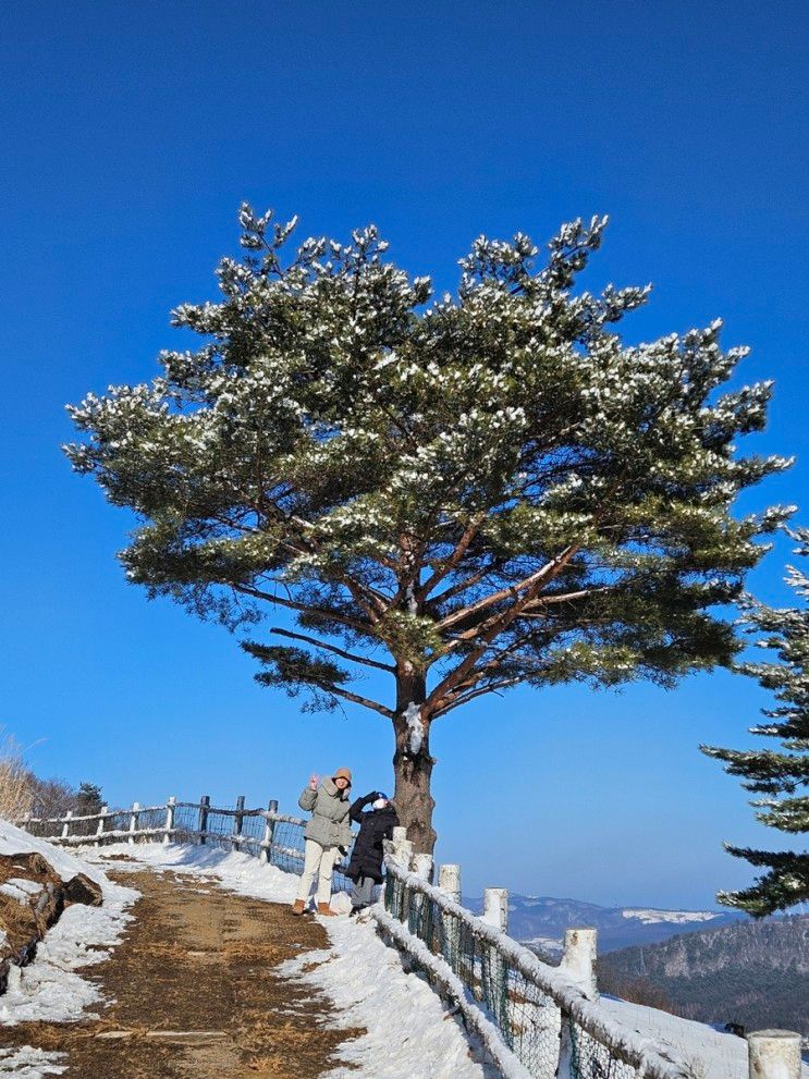 애니포레 가문비나무 치유숲~~ 사진 찍으러 가즈아~