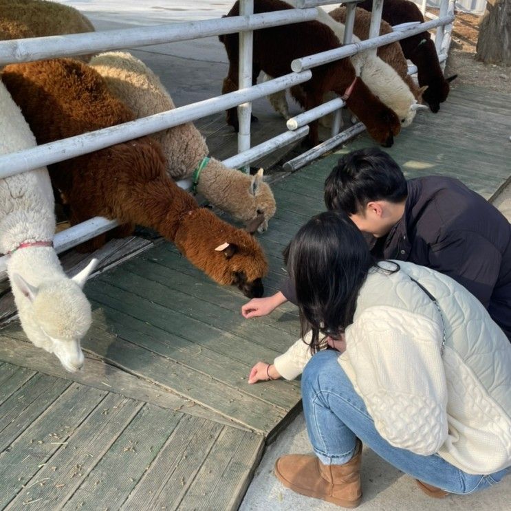 가볼 만한 곳, 알파카를 만날 수 있는 평창  용평리조트 애니포레