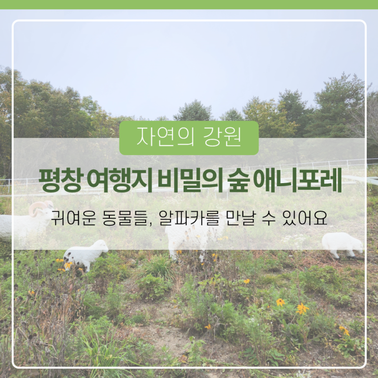 강원도 평창 여행지 비밀의 숲 애니포레 알파카 만나요