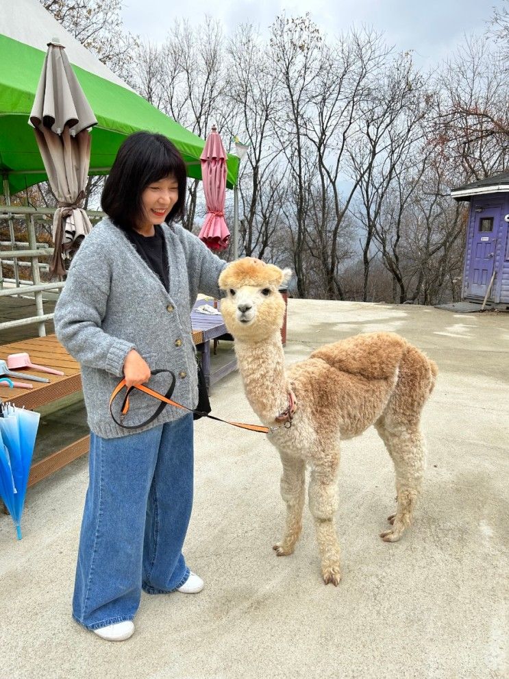 모나 용평리조트 애니포레에서 가을 느끼기