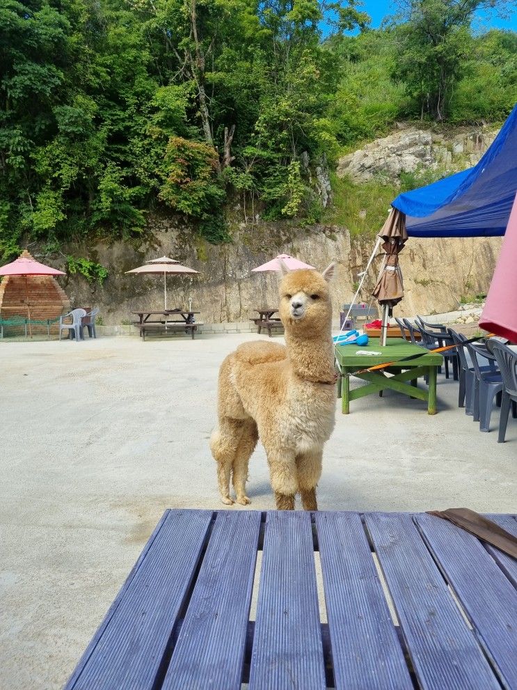 용평리조트 애니포레 알파카목장 방문!