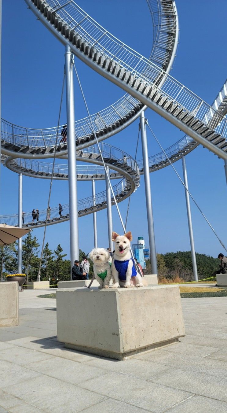 포항 애견동반 가볼만한곳, 환호공원 스페이스워크