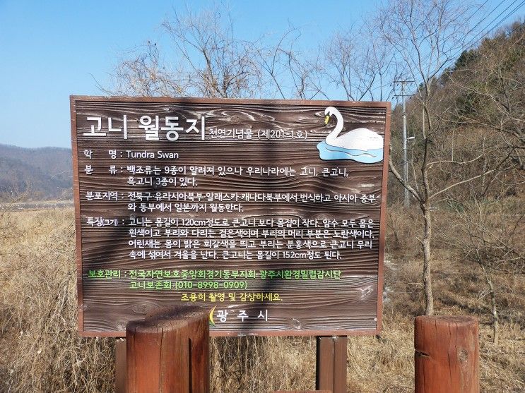 겨울 철새, 고니 월동지 - 경기도 광주의 경안천 습지생태공원