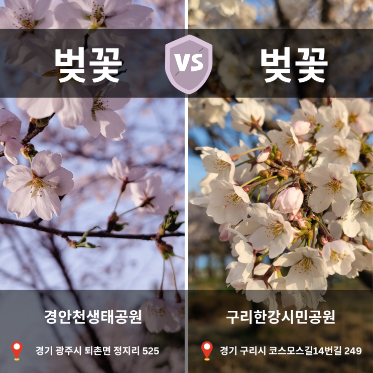 [공간 vs.공간] 경안천습지생태공원 벚꽃 vs.구리한강공원 벚꽃