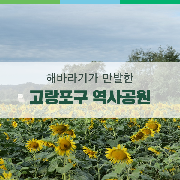 연천 가볼 만한 곳, 고랑포구 역사공원에도 해바라기가 만발해있네!