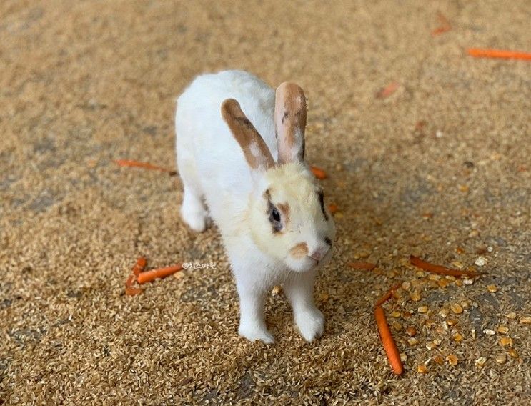 [여수]한우드림 : 동물체험장 입장료 및 체험 솔직후기