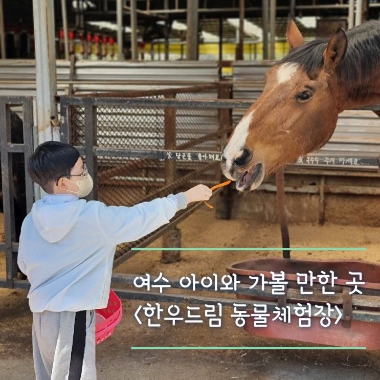 여수 한우드림 동물체험장 후기 아이와 가볼만한곳 추천 x2