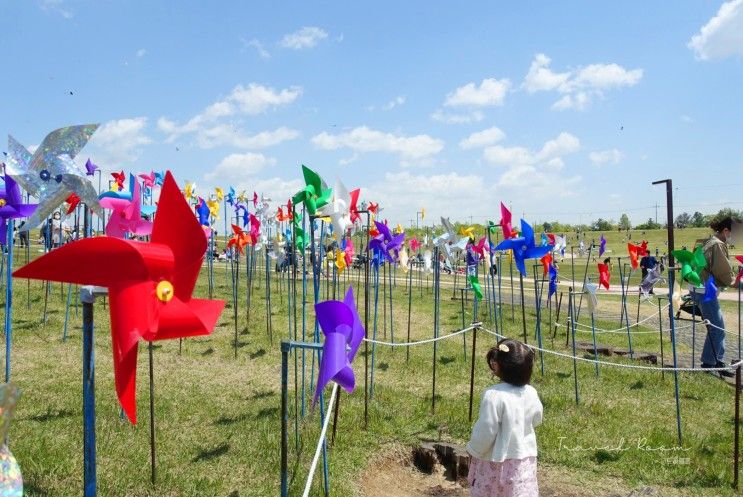 파주 임진각 평화누리공원, 파주 아이랑 가볼만한곳(돗자리, 텐트)