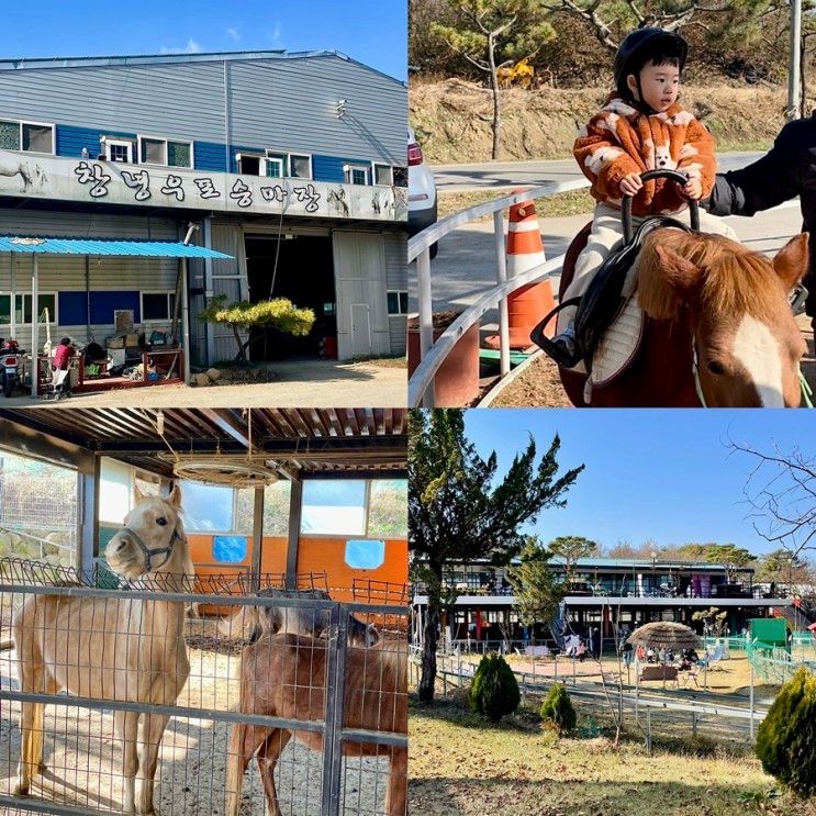 경남 창녕 가볼만한 곳 ‘창녕우포승마장’(+ 승마체험...