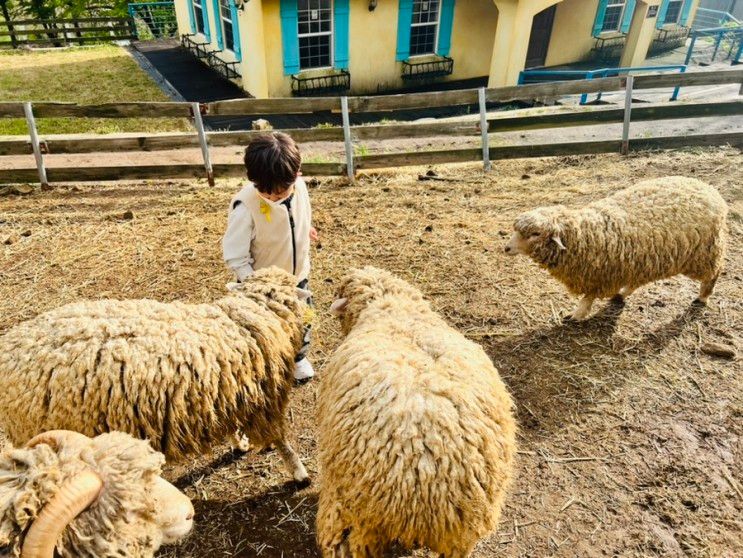 화순 아이랑/ 무등산양떼목장/ 양 먹이주기 체험 :D