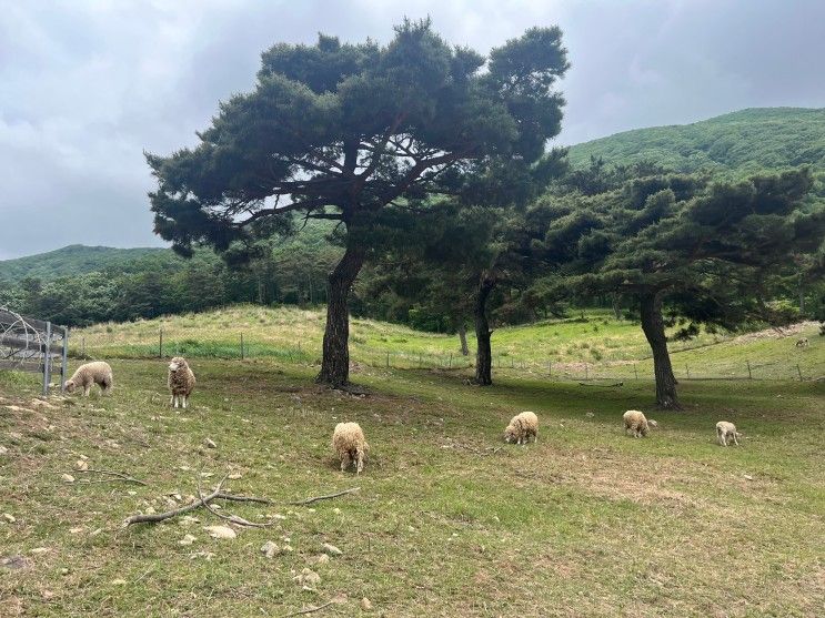 아이와가볼만한곳_전남 화순 무등산양떼목장