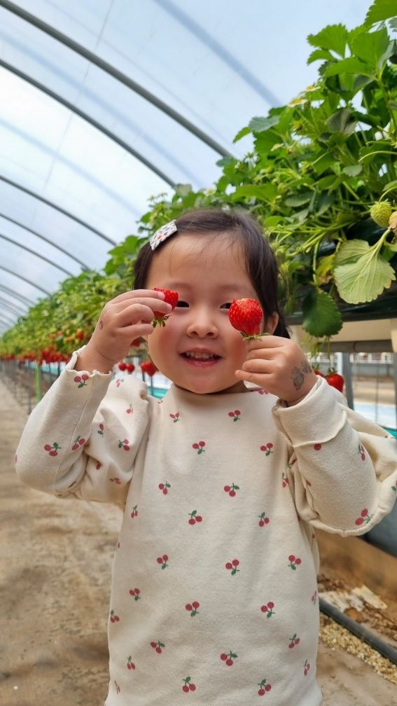 안산 대림농장 딸기농장 딸기따기체험 딸기체험